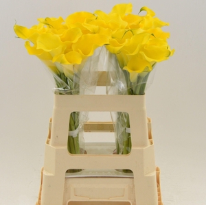 Calla Dutch Gold