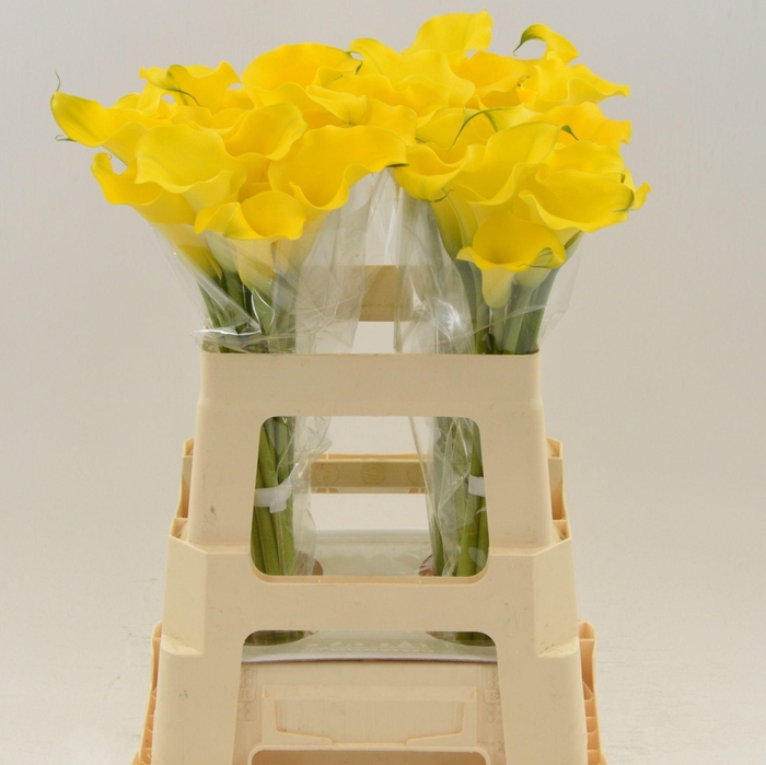 <h4>Calla Dutch Gold</h4>