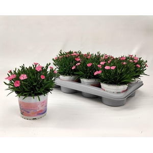 Dianthus Peach Party