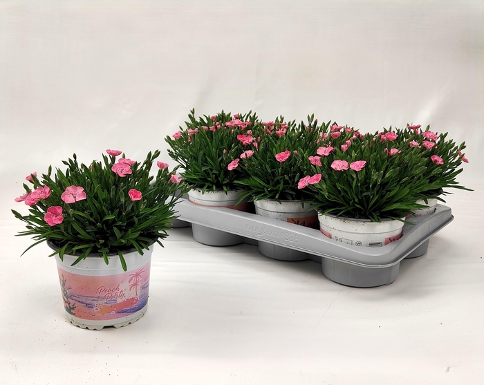 <h4>Dianthus Peach Party</h4>