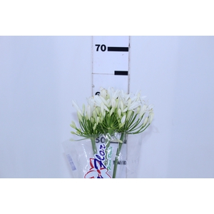 AGAPANTHUS BRANCO
