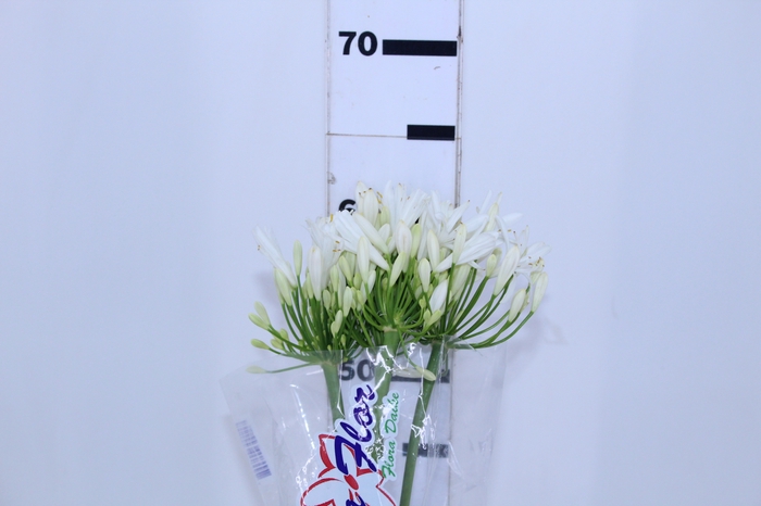 AGAPANTHUS BRANCO