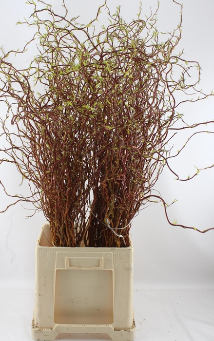 <h4>SALIX OV BS</h4>