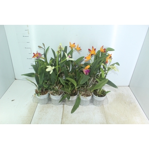 ORQUIDEA CATTLEYA MINI P12
