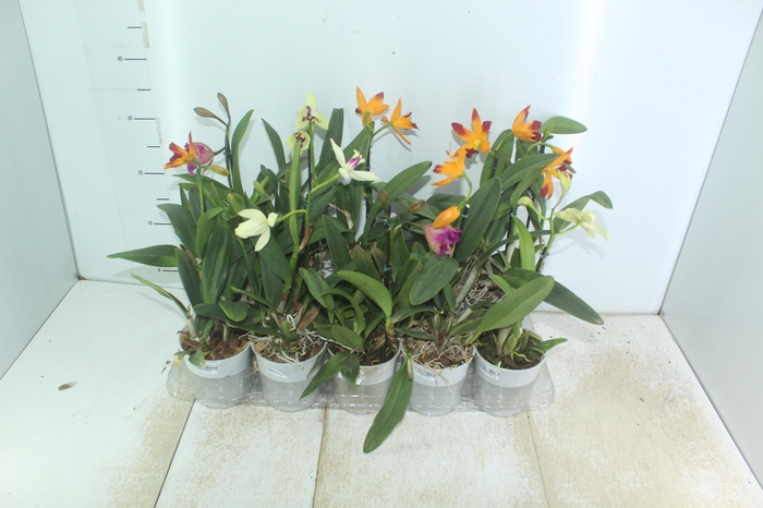 <h4>ORQUIDEA CATTLEYA MINI P12</h4>