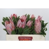 Protea Cynaroides
