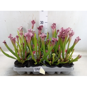 Sarracenia   ...