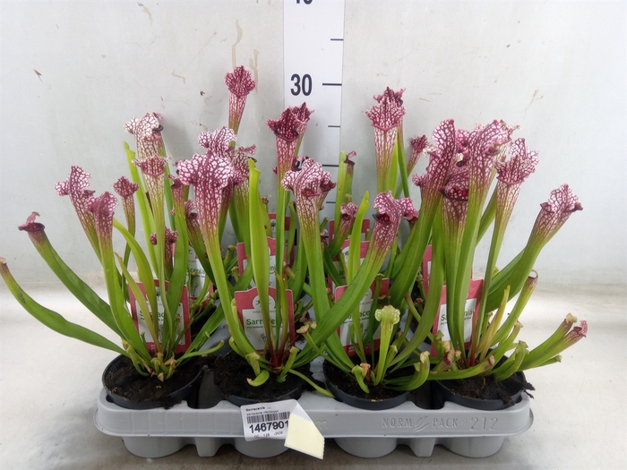 <h4>Sarracenia   ...</h4>