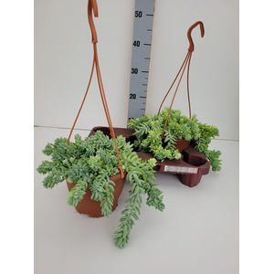 SEDUM MORGANIANUM