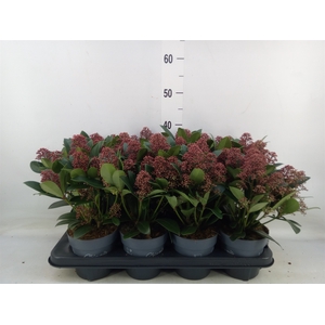 Skimmia jap. 'Rubella'