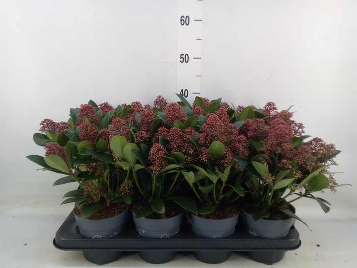 <h4>Skimmia jap. 'Rubella'</h4>