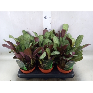 Ctenanthe burle-marxii 'Amagris'