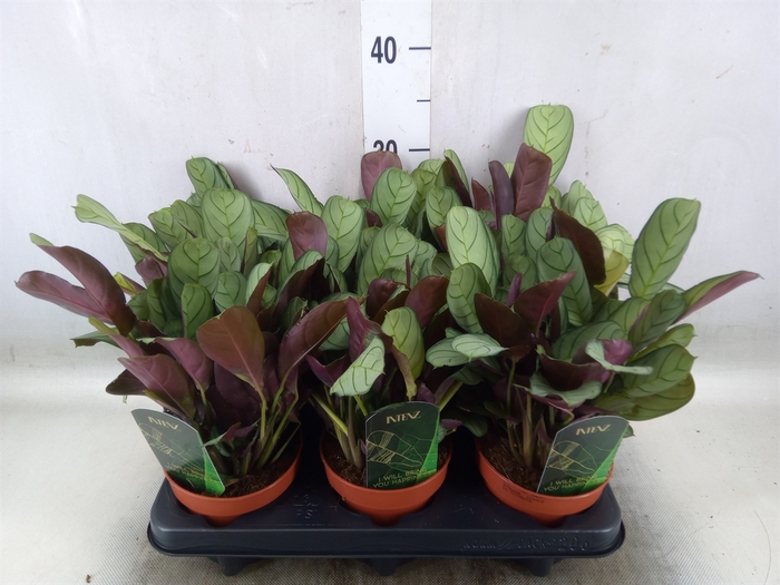 <h4>Ctenanthe burle-marxii 'Amagris'</h4>
