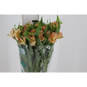 ALSTROEMERIA CANYON 080 CM