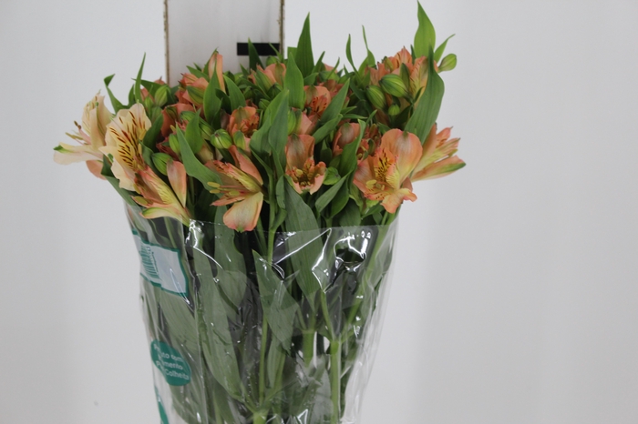 <h4>ALSTROEMERIA CANYON 080 CM</h4>