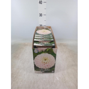 Dahlia   ...flowerbulbs