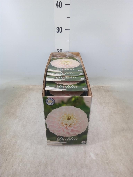 <h4>Dahlia   ...flowerbulbs</h4>