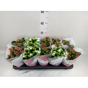 Kalanchoe blos.   ..mix 4