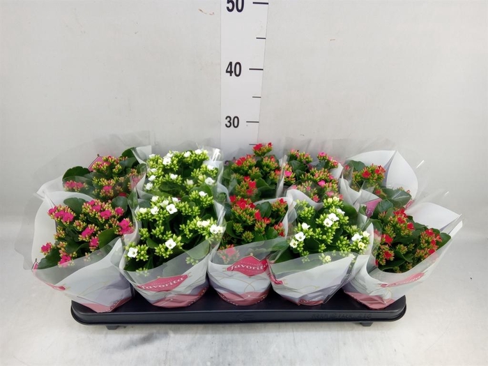 <h4>Kalanchoe blos.   ..mix 4</h4>
