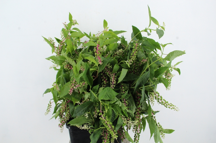 <h4>PHYTOLACCA AMERICANA</h4>