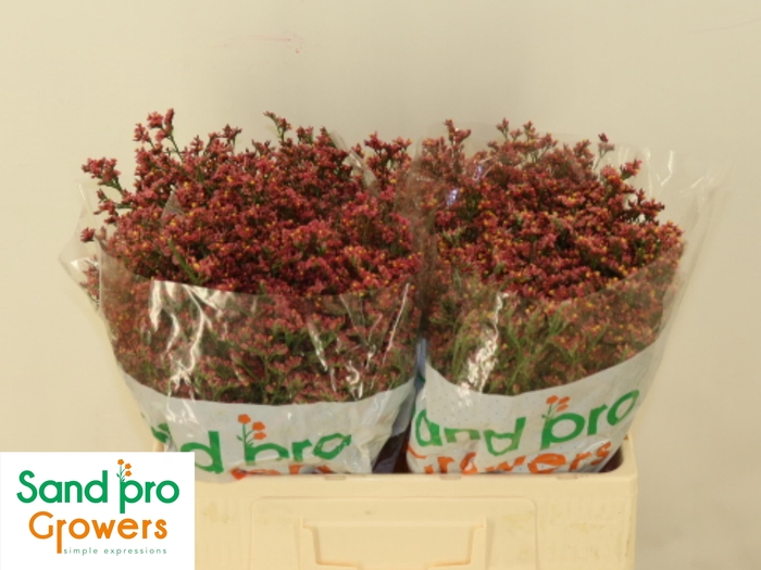 <h4>LIM SIN MAX DIA</h4>