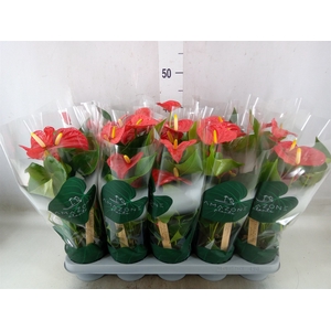 Anthurium   ...