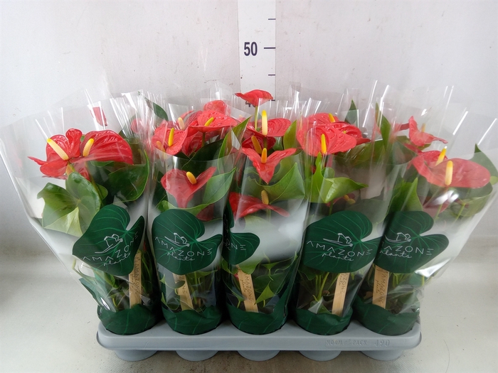 <h4>Anthurium   ...</h4>