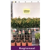 Callistemon speciosus