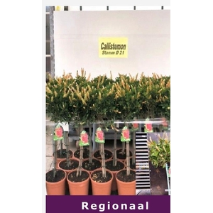 Callistemon speciosus