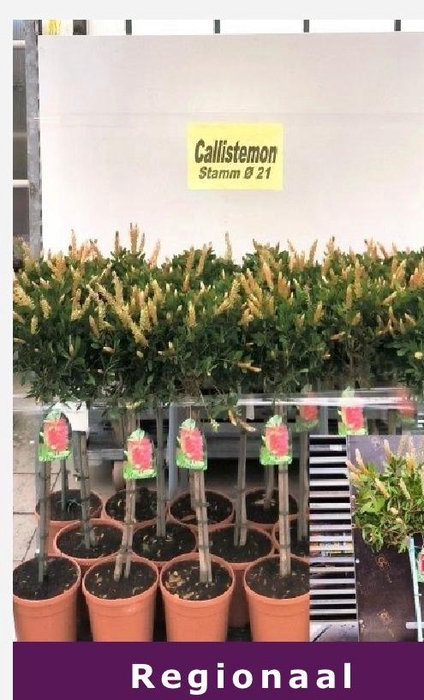 <h4>Callistemon speciosus</h4>