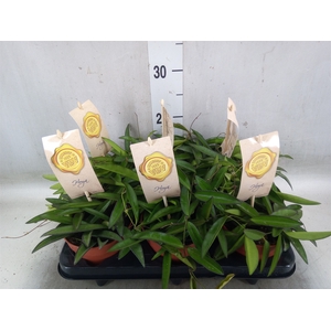 Hoya wayetii