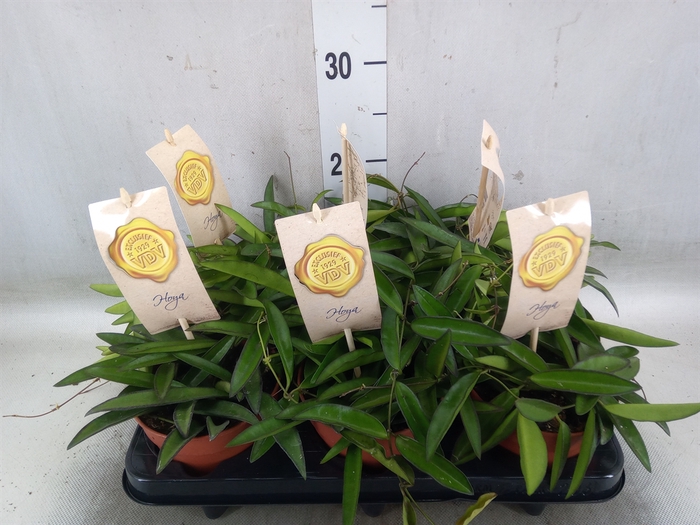 <h4>Hoya wayetii</h4>