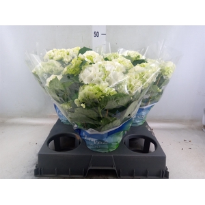 Hydrangea mac. 'Wudu'