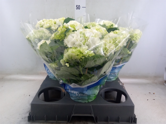 <h4>Hydrangea mac. 'Wudu'</h4>