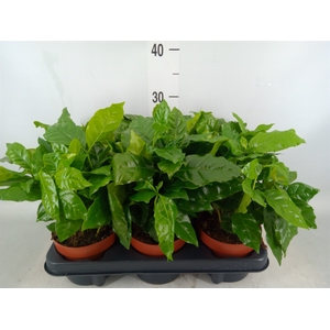 Coffea arabica