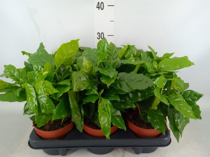 <h4>Coffea arabica</h4>