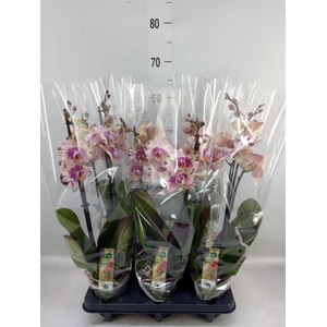 Phalaenopsis   ...lilac