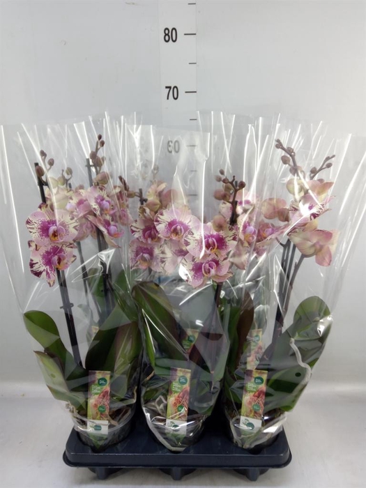 <h4>Phalaenopsis   ...lilac</h4>
