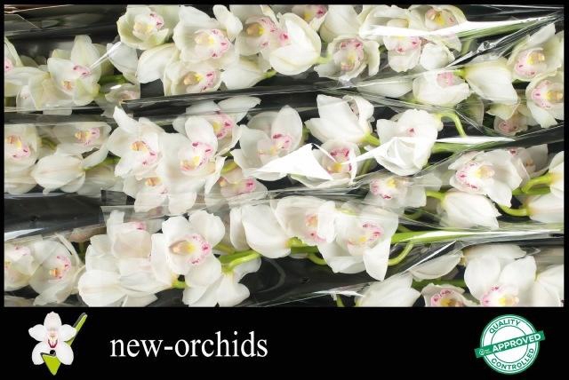 <h4>CYMB T KILIMANJARO</h4>