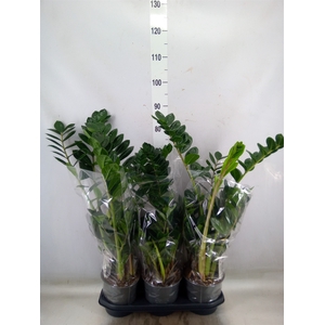 Zamioculcas zamiifolia