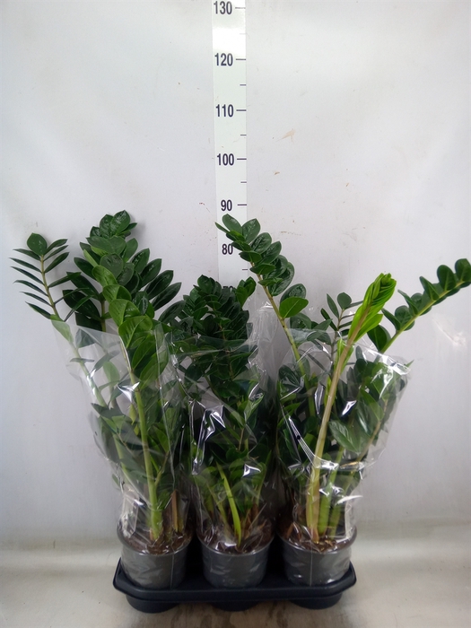 <h4>Zamioculcas zamiifolia</h4>