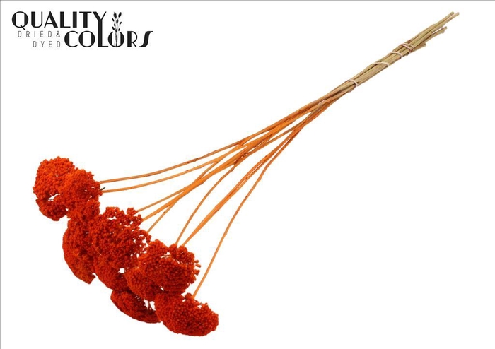 <h4>Dried achillea paint orange</h4>