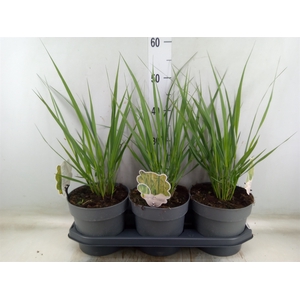 Panicum virgatum