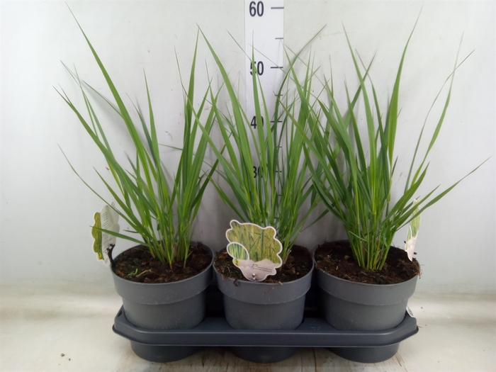 <h4>Panicum virgatum</h4>