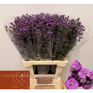 Aster Astee Mini Baby Pink
