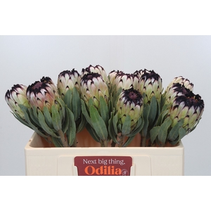 Protea Niobe