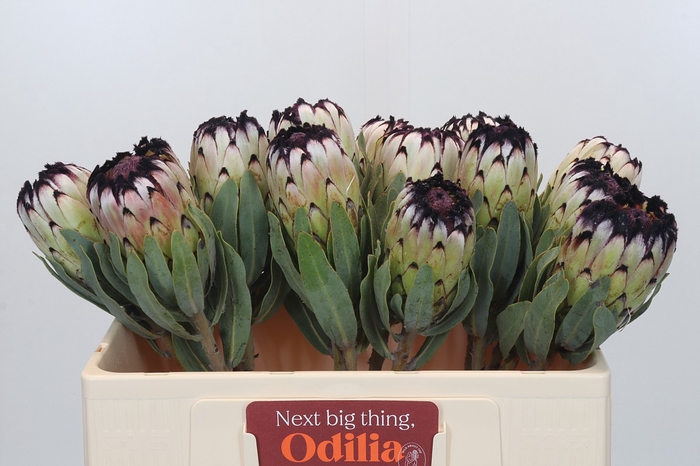 Protea Niobe