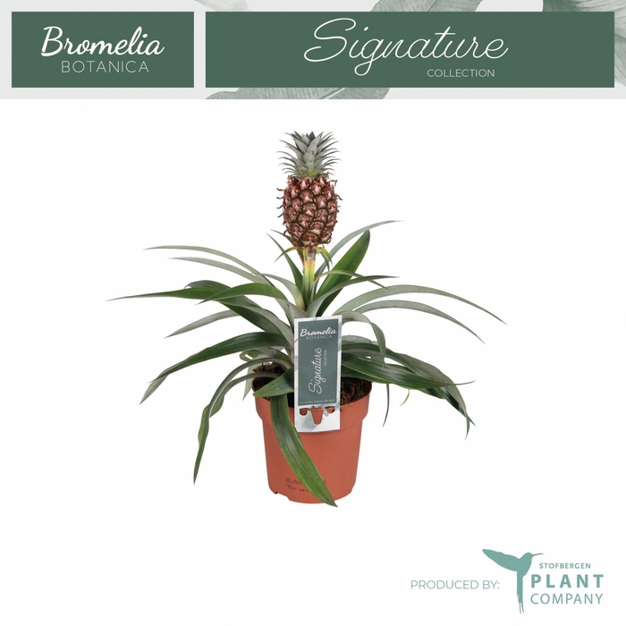 <h4>Ananas 'Rosita'</h4>