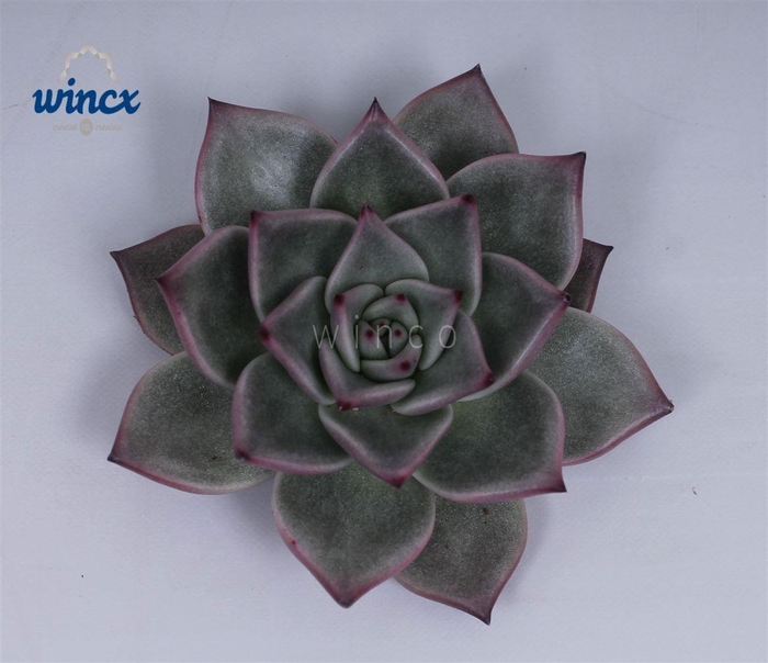 <h4>Echeveria Sirius Cutflower</h4>