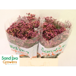 Lim Sin Tiffany Diam